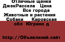 Отличные щенки ДжекРассела › Цена ­ 50 000 - Все города Животные и растения » Собаки   . Кировская обл.,Югрино д.